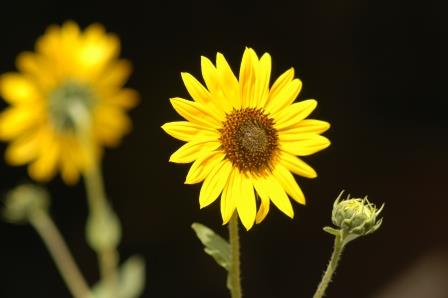 Sunflower flower