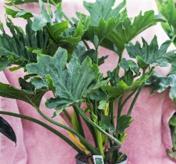 Saddleleaf philodendron