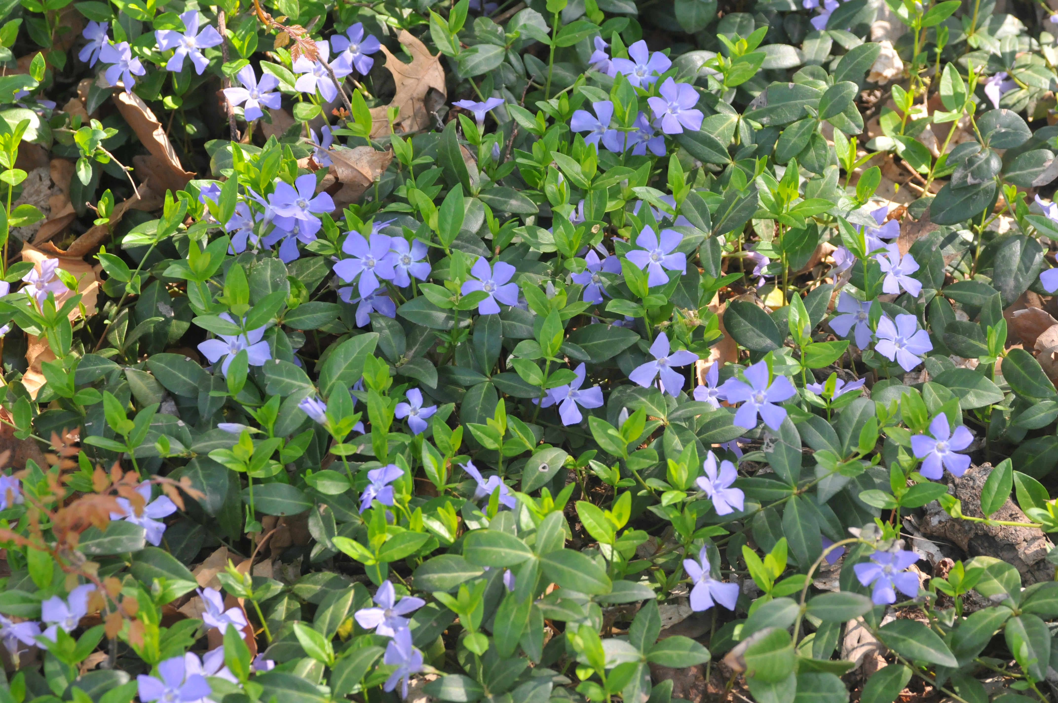 Vinca groundcover