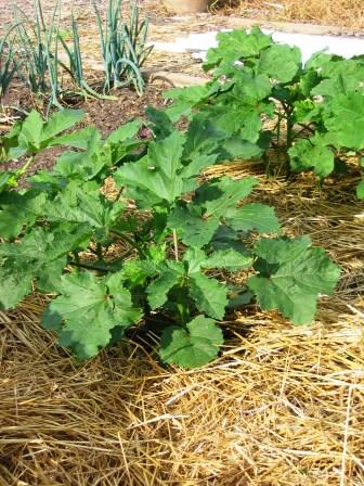 Okra foliage